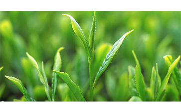 茶葉質(zhì)量追溯管理系統(tǒng)可以實(shí)現(xiàn)哪些功能？具有哪些優(yōu)點(diǎn)？