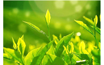 茶葉防偽溯源系統(tǒng)可以給企業(yè)帶來什么優(yōu)勢？